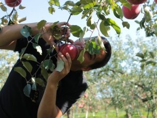 Một người bạn của tôi đến từ Thụy Sỹ đã cùng tham gia chuyến thu hoạch táo