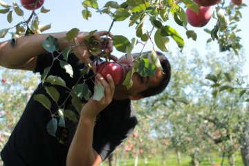 <p>A friend of mine from Switzerland came and joined in on the wonderful apple picking experience</p>