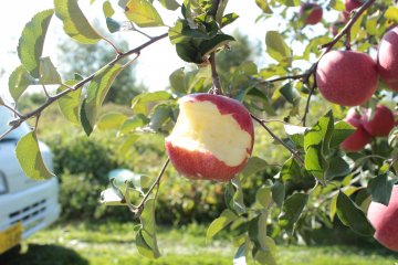 <p>I call this Gio 1, Apple 0 . This is the first bite I took when I was taught how Aomori people eat apples.&nbsp;</p>