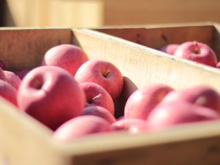 This pictures shows the apples that are gently placed in wooden crates to be shipped off to an apple factory. If you were wondering, yes it is as good as it looks.&nbsp;