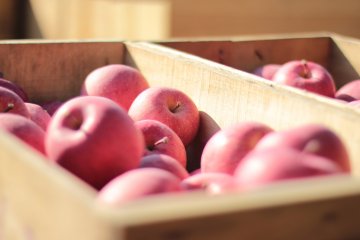 <p>This pictures shows the apples that are gently placed in wooden crates to be shipped off to an apple factory. If you were wondering, yes it is as good as it looks.&nbsp;</p>