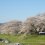 Ogawara's Thousand Sakura Trees