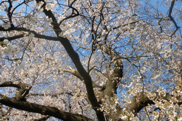<p>Cherry blossoms every which way you look</p>