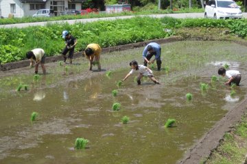 <p>Rice gathering activity</p>