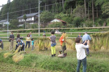 <p>Cutting and grouping the rice plants and drying in the fields</p>