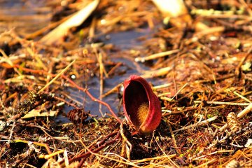 <p>I strolled on a pathway along Lake Megami. It was my first time to see Zazen-so (Eastern Skunk Cabbage)!</p>