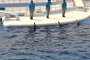 عرض الدلافين في أكواريوم كيوتو 