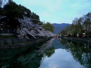 Cherry trees overhang the canal and reflect in the still water