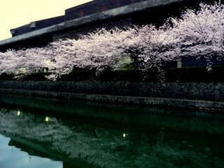Cherry blossom beside Miyako Messe