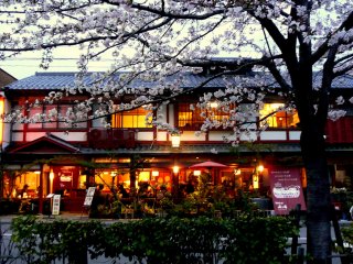 Daruman Restaurant on Reisen-dori looks inviting under the cherry blossoms