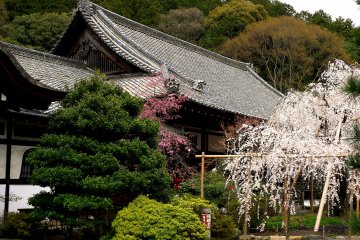 <p>A large old weeping cherry stands in front of the temple</p>