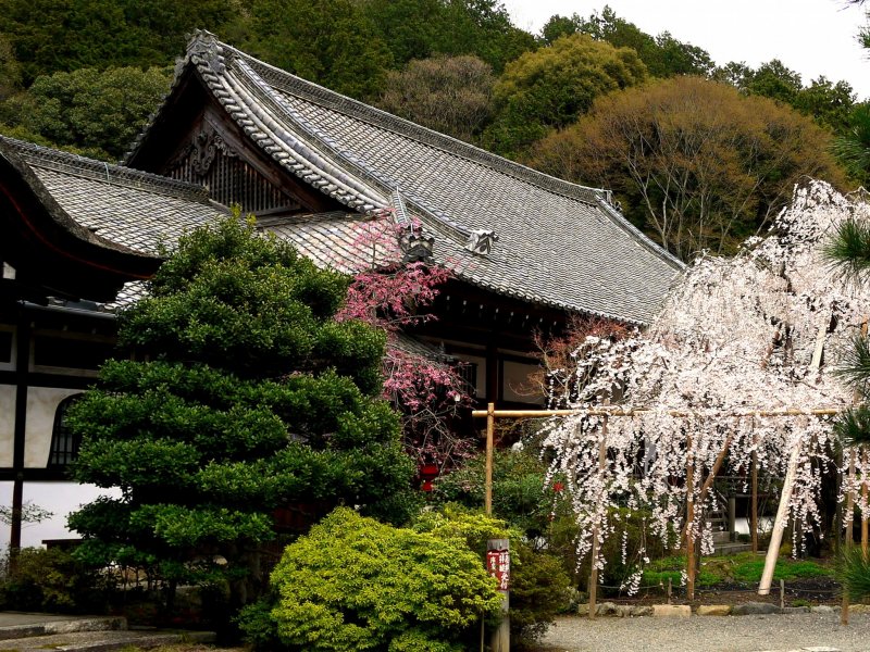 <p>A large old weeping cherry stands in front of the temple</p>