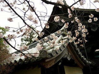 The strong lines of the tiled roof contrast with the delicate blossom