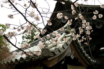 <p>The strong lines of the tiled roof contrast with the delicate blossom</p>