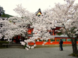Освежающая краска храма прекрасно оттеняет бледный цвет сакуры