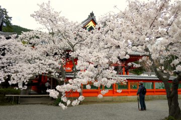 <p>Fresh paint on the temple sets of the pale blossom beautifully</p>