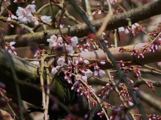 Buds on the weeping cherry are just breaking into bloom