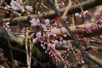 <p>Buds on the weeping cherry are just breaking into bloom</p>