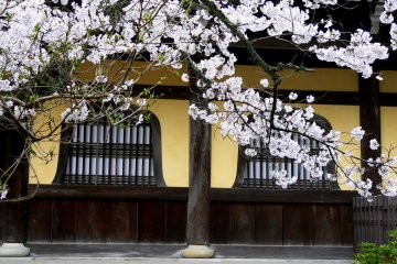 <p>Blossoming branches before Nanzenji&#39;s windows &nbsp;</p>
