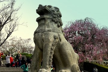 <p>Guardian lion with weeping cherry in the background</p>