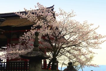 <p>Beautiful cherry tree beside the gate</p>