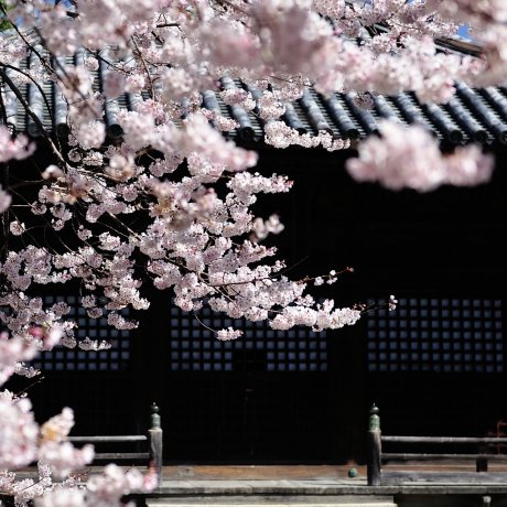 Bunga Sakura di Kuil Dojoji