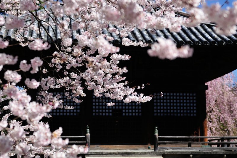 <p>Soft pink cherry blossoms in front of Goma-do Hall. It looks as though they are dancing in the air!</p>