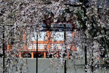 ดอกวีปปิ้งซากุระห้อยลงจากกิ่งมองดูเหมือนกับผ้าม่านโนะเร็นของญี่ปุ่น
