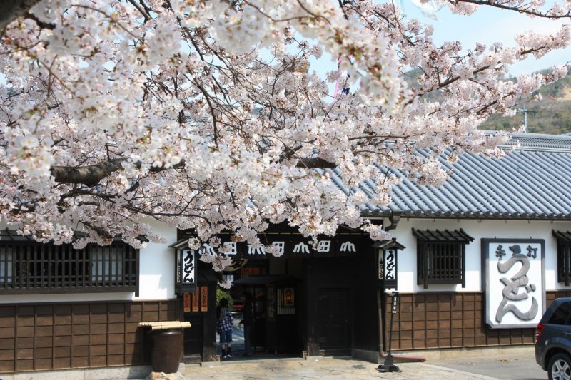 <p>Yamadaya with cherry blossoms</p>
