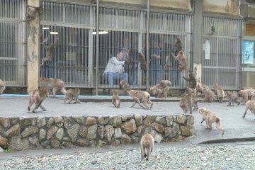 Visitors can safely hand-feed the monkeys from behind a cage wall.
