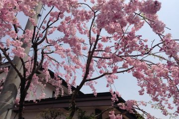 Cherry Blossoms at the end of Spring