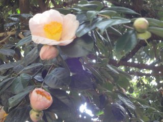 Camellias are blooming&nbsp;in the approach to Zuihoden mausoleum