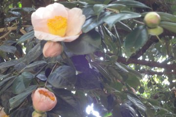 <p>Camellias are blooming&nbsp;in the approach to Zuihoden mausoleum</p>