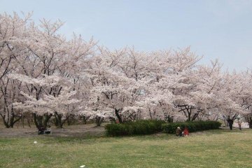 Oizumi in spring