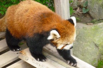 Red panda checks out the see-saw