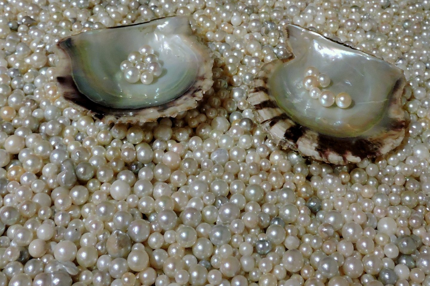 Precious sea gems!