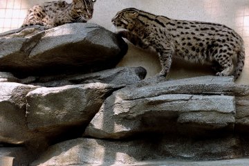 <p>Toba Aquarium&#39;s newest attraction - fishing cats</p>