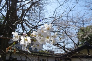 <p>ดอกซากุระที่ปราสาทคุมะโมะโตะ</p>