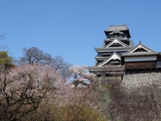 ภาพปราสาทคุมะโมะโตะกับดอกซากุระซึ่งมีฉากหลังเป็นท้องฟ้าสดใส สวยงามยากจะลืมเลือน