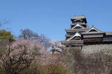 <p>ภาพปราสาทคุมะโมะโตะกับดอกซากุระซึ่งมีฉากหลังเป็นท้องฟ้าสดใส สวยงามยากจะลืมเลือน</p>
