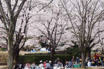 <p>The castle is arguably the most popular hanami spot in town</p>