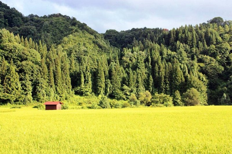 <p>At the height of summer, the rice turns a bright yellow-green, in contrast to the dark cedar forest behind.</p>