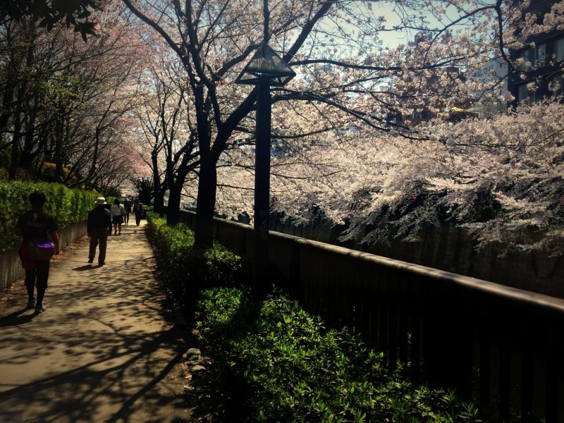 <p>Alternatively, you could get off at Meguro&nbsp;Station and walk down to the river ...</p>