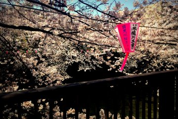<p>... turn right at the river and enjoy the blossoms all the way to Nakameguro.</p>