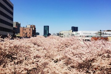 <p>Option number one: get off at Nakameguro&nbsp;Station. The view from the platform promises you an amazing hanami (cherry blossom viewing) experience.</p>