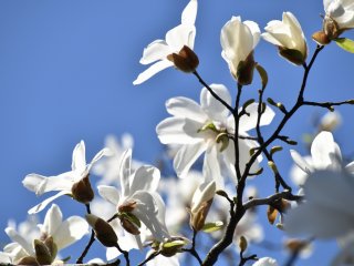 White magnolia celebrating spring under the blue sky