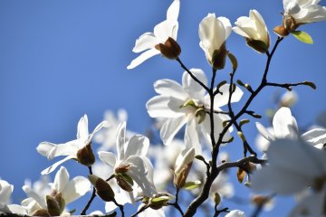 Белая магнолия празднует весну под ярким голубым небом
