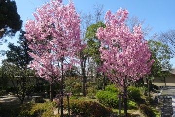 <p>Cherry trees in bloom in the garden</p>