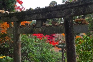 <p>Torii gates of an island shrine</p>
