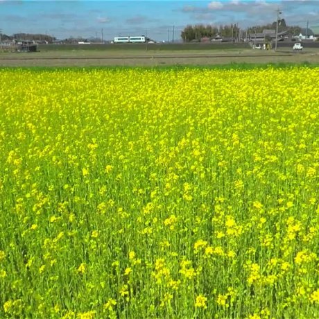 Flying over Field Mustard in Spring